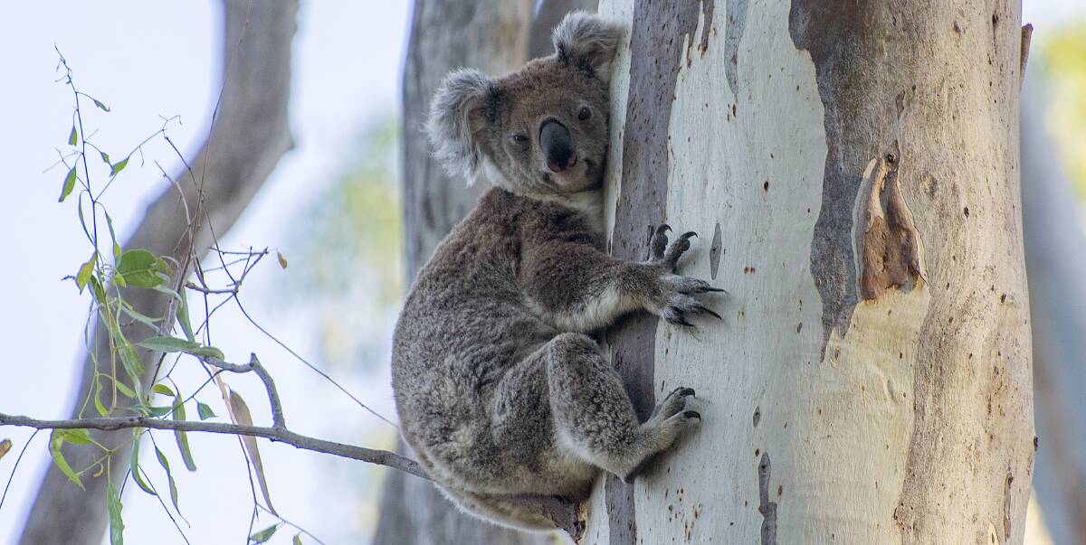 NATURE: The photo shows how precariously a young koala was sitting on the thinnest branch half way up a tree in Narrandera recently. 