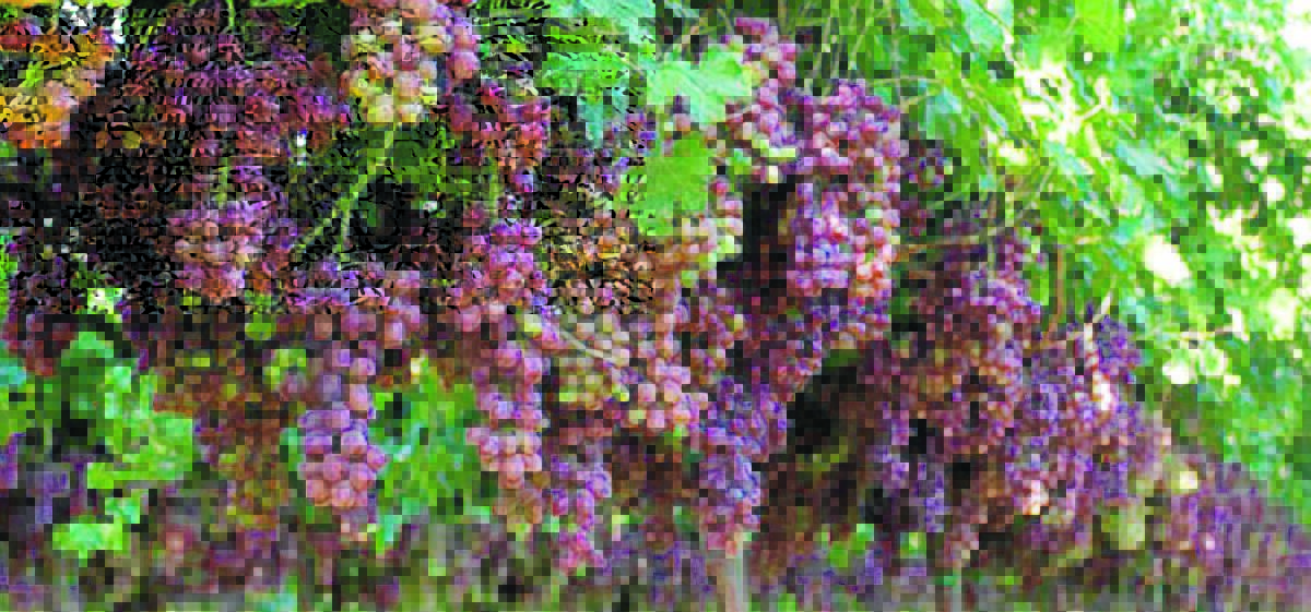 JUICY: Weather conditons have been kind to this year's crop as vintage kicks off for growers and wineries throughout Leeton shire.