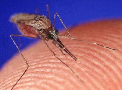 ALERT: Leeton shire residents have been urged to be mindful of mosquito numbers even though summer has now passed.