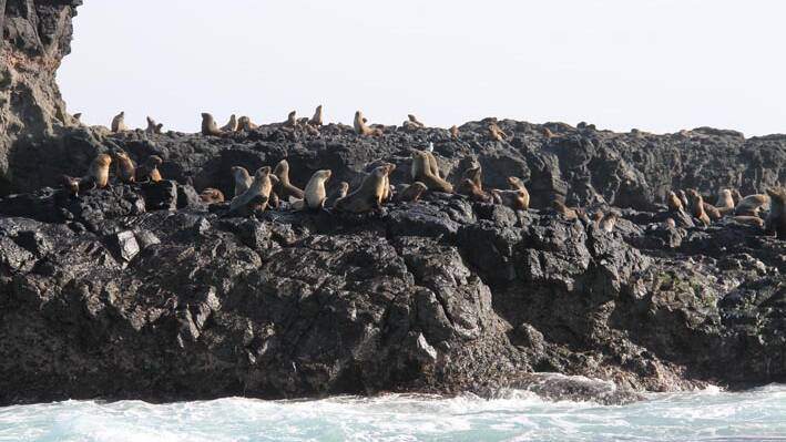 Seal Rocks … home to Australia’s largest colony of fur seals.