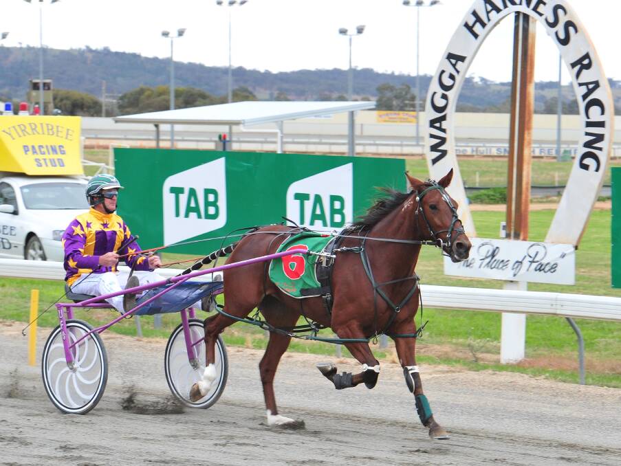 MAJOR PLAYER: Gotta Bewitched will be out to continue her good run for trainer David Eurell in Tuesday night's Wagga Cup Qualifier. Picture: Kieren L Tilly 