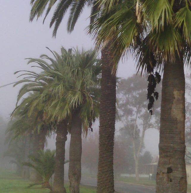 #LEETON: @faran_silverton - Foggy palms last week.