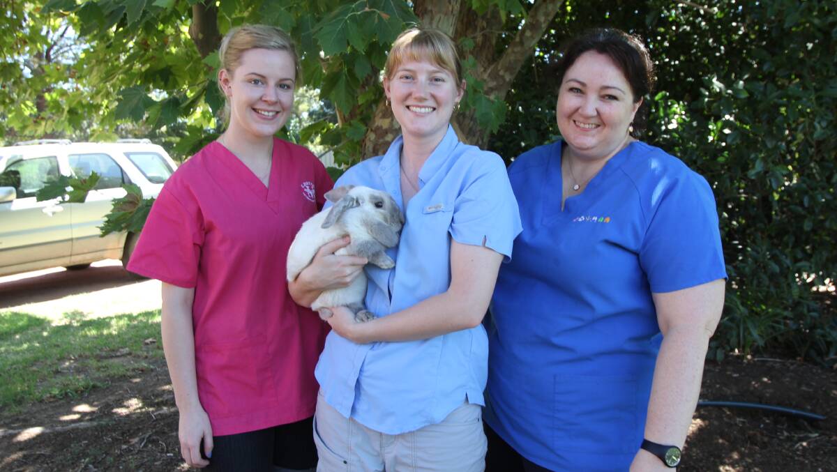 BE MINDFUL: Leeton Veterinary Hospital staff (from left) Bridget MacAuslan, Sam Tindal and Melinda Angel with Peter the Rabbit. 