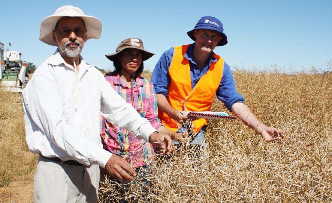 DISCOVER: NSW DPI researchers, Doctors Harsh and Rosy Raman with technical officer Ollie Owen, inspect this season's canola field trails prior to harvest.