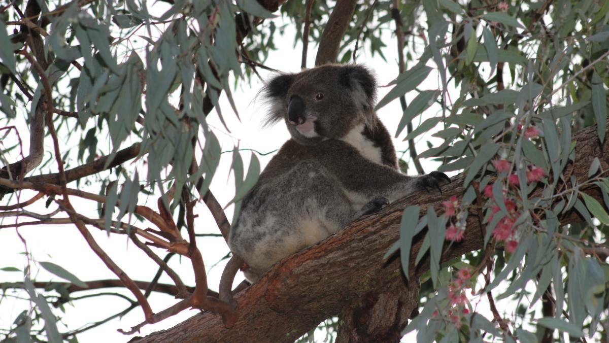 EYE SPY: Residents have been invited to join the annual koala count in Narrandera on April 30. 