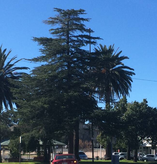 GRAND IDEA: A sub-committee has been set up to light up this pine tree at the bottom of Chelmsford Place during the festive season. 