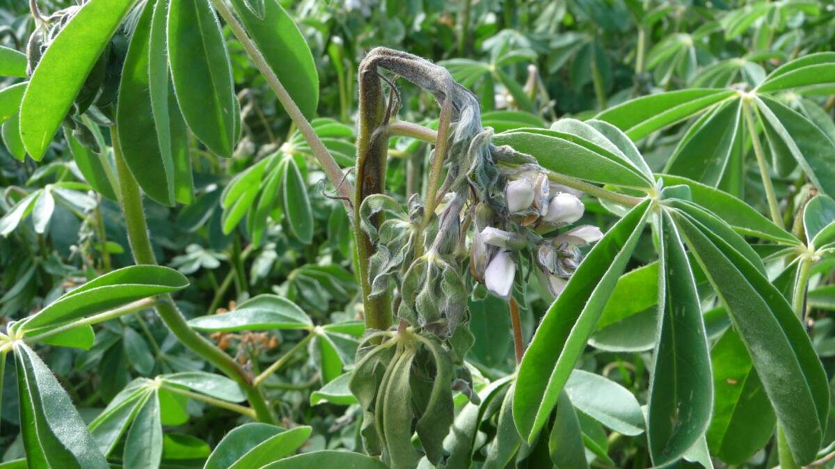 KEEPING AN EYE OUT: This season lupin growers will be on the lookout for this distinctive shepherd's crook distortion caused by anthracnose.
