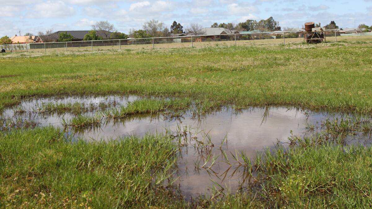 The current state outside of the Mark Taylor Oval ground. Curators have also not been able to roll a pitch at the facility or others in the shire. Photo: Talia Pattison 