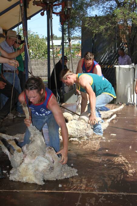SHEAR DETERMINATION: Siblings Deanna, Bryce and Royce Johnstone compete for bragging rights in the shearing shed as the trio vie for high marks. Photo: Ron Arel