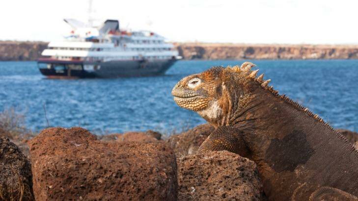 Close encounters with iguanas is part of the Silver Galapagos experience in the Galapagos Islands. Photo: Supplied