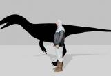 A six-foot-tall human would come up to the hip of a raptor dinosaur species called Troodontids. (Supplied/AAP PHOTOS)