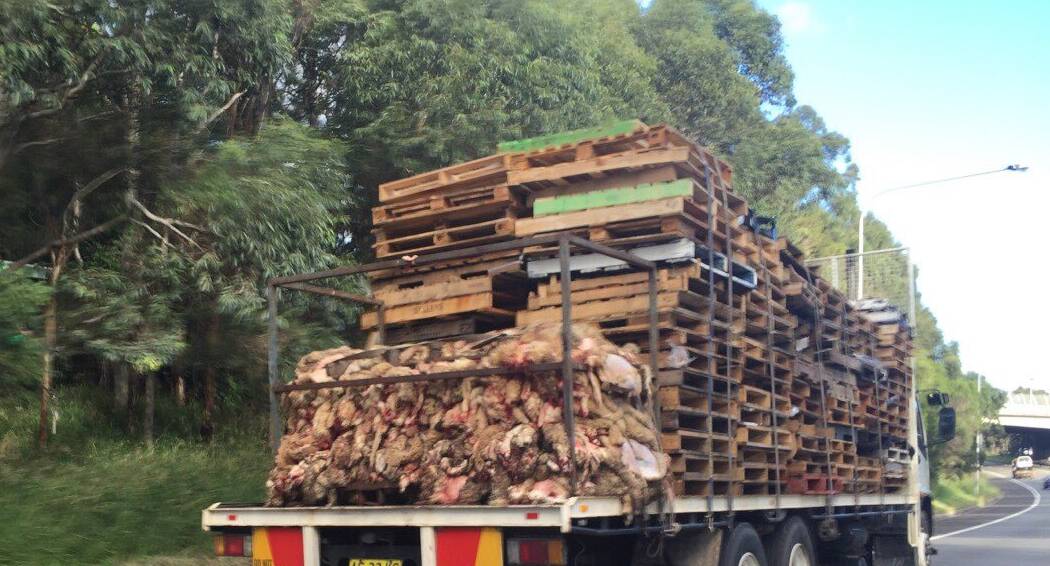 Exposed: Animal skins on the rear of the flatbed truck on Princes Highway, Gwynneville