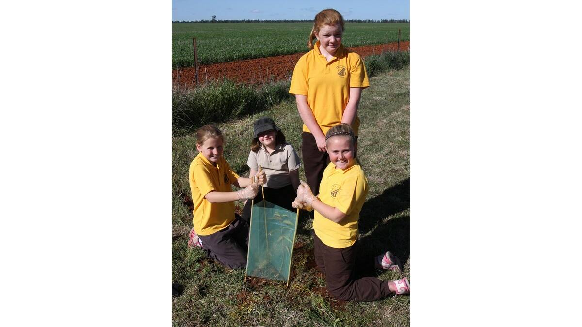 BARELLAN Central School students (from left) Annabelle Geltch, Marian Davies, Isabella Smith and Chelsea Gordon planting trees along the roadside last Friday.