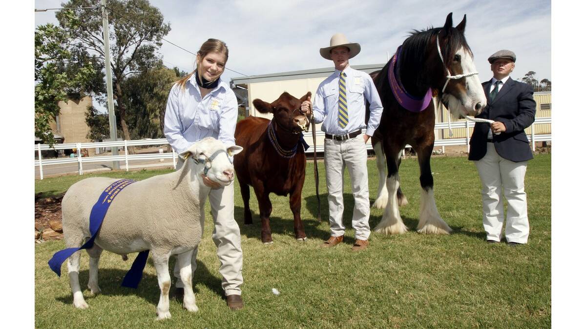YEAR 11 students (from left) Rose Nevinson, Jeremy Mackay and Emily Belling were part of the show stock team from Yanco Agricultural High School that had great success at the Royal Melbourne Show.