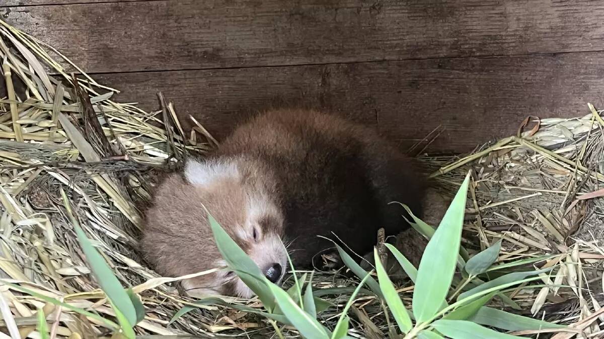 There was also a baby red panda introduced to the world in January this year. Picture supplied