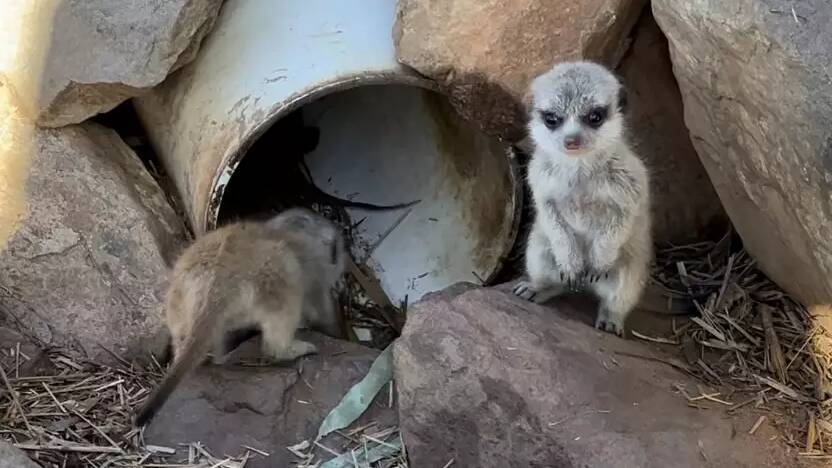 Keepers at Altina Wildlife Park were thrilled by the birth of a litter of baby meerkats in 2023. Picture supplied