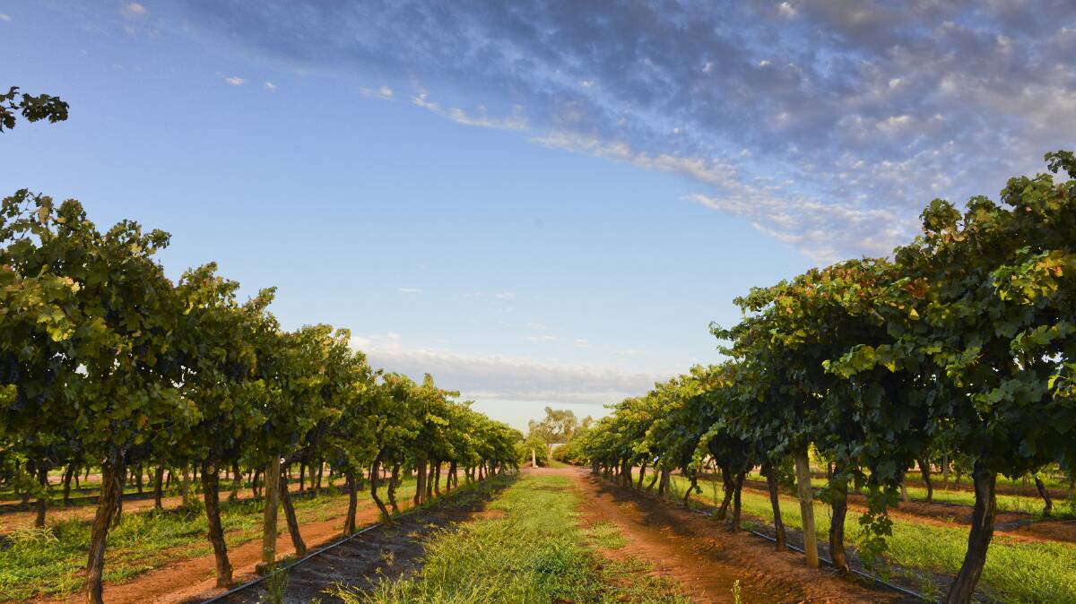 THE PERFECT LOCATION: Lillypilly Estate Wines Vineyard. PHOTO: Robert Fiumara