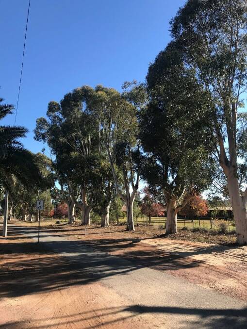 A NATURAL END: Some of the Sugar Gum trees along Palm Avenue that will be removed and replaced with younger and healthier trees. PHOTO: Leeton Shire Council