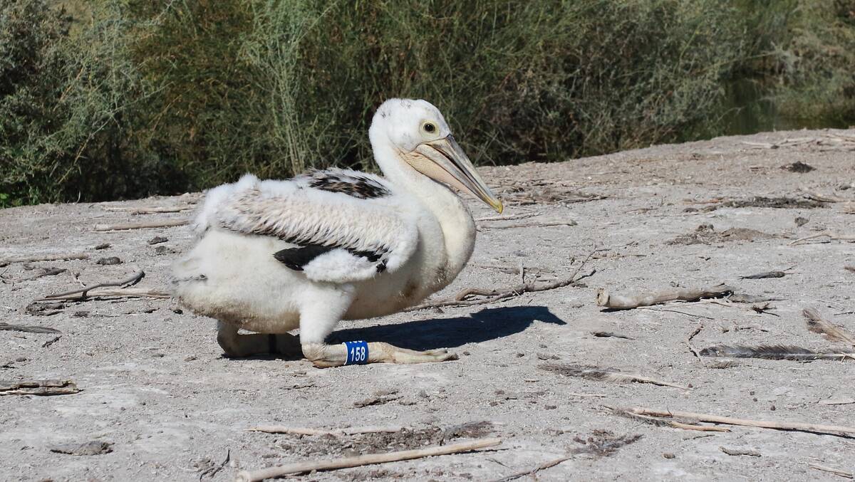 PROTECTED: Juvenile pelicans have been tagged in order to learn more about their movements and survival requirements. PHOTO: Contributed