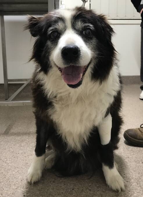 NEVER TOO OLD: Bonnie the border collie who at 15 and a half years old is still giving her best post surgery smile. PHOTO: Contributed