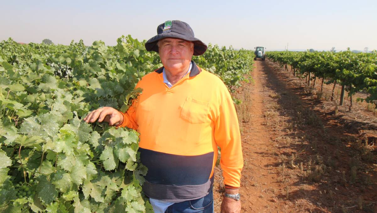 Riverina Winegrape Growers chairman Bruno Brombal says wetter weather could increase spraying costs for winegrape growers already doing it tough. 