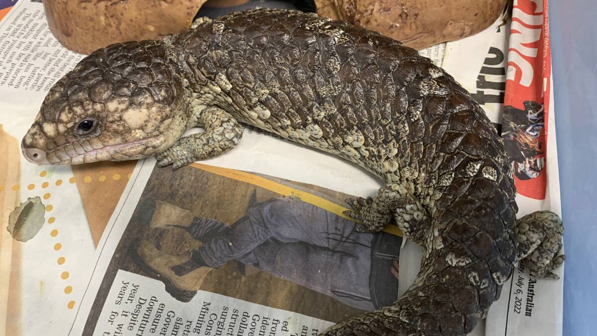 One of the native reptiles seized as part of Operation Nemo. Picture supplied