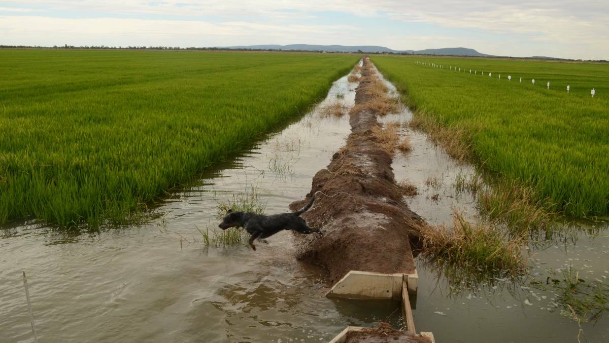Rice growers appreciate the opening of the 2021 pool by the SunRice Group. Photo: Stephen Burns