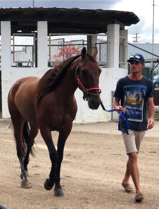 HOMECOMING: Driver Adam Richardson, pictured with horse Ohoka Squire, has returned to the Riverina with partner Alanah after a stint in Queensland. 