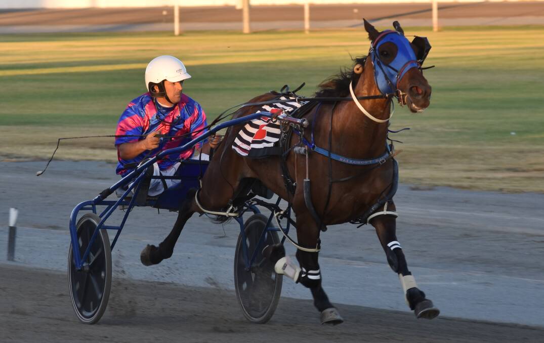 EASY AS YOU LIKE: Shane Hallcroft guides First Prize to victory at Lin Gordon Paceway at Leeton on Saturday night. Picture: Courtney Rees
