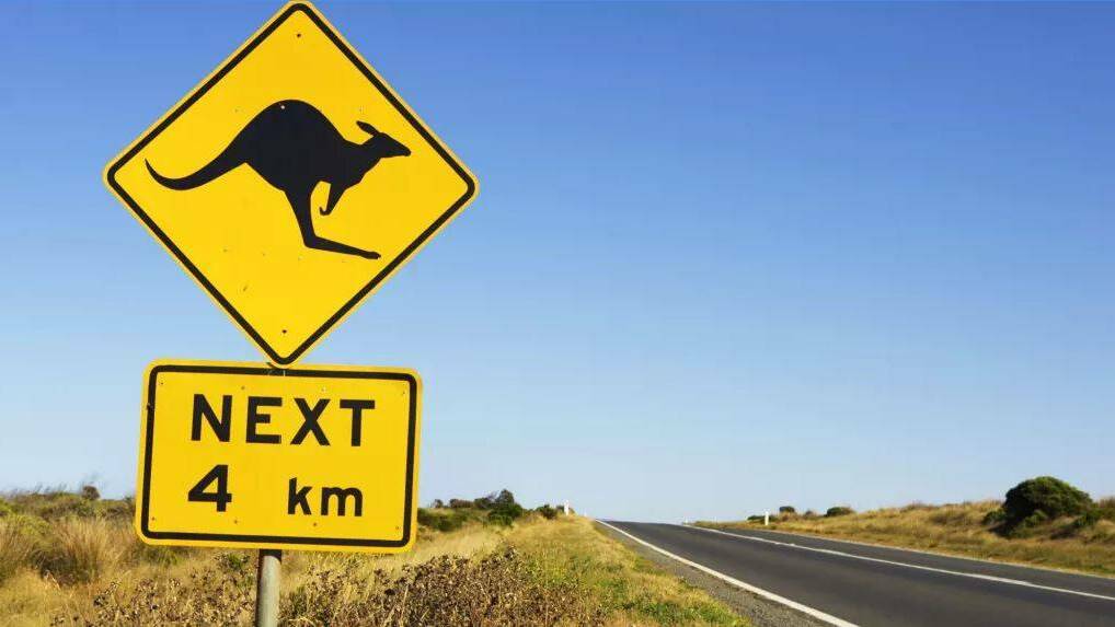 Find out NSW's worst hotspots for animal collisions