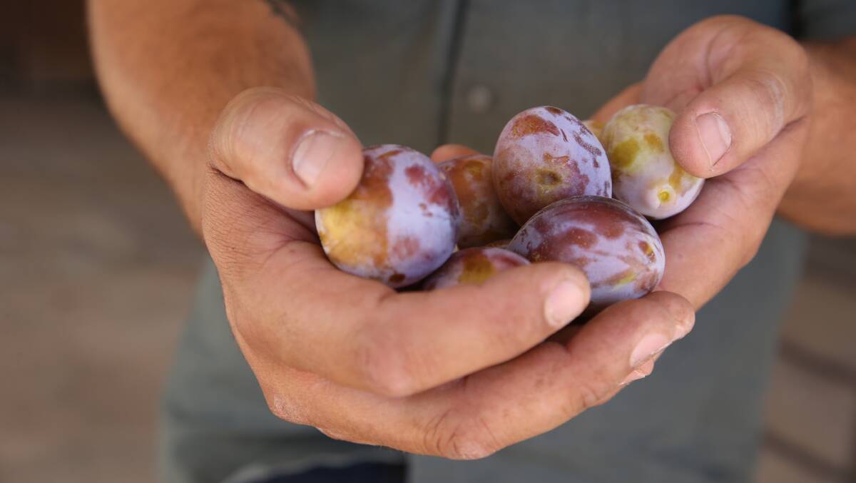 'You can't pick what's coming' as rain hampers grape, prune harvest