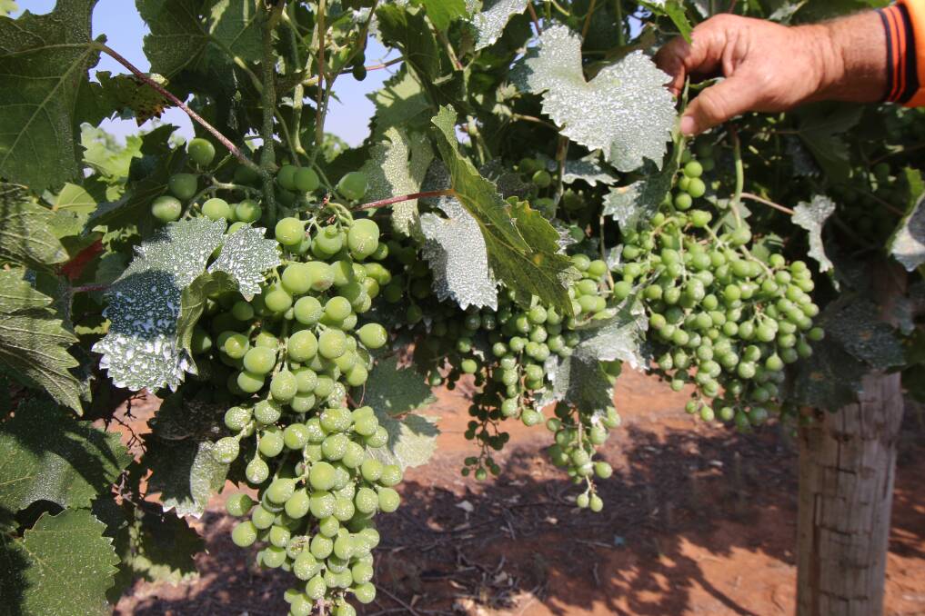 Slip, slop, slap for grapes as MIA growers prepare for heat wave