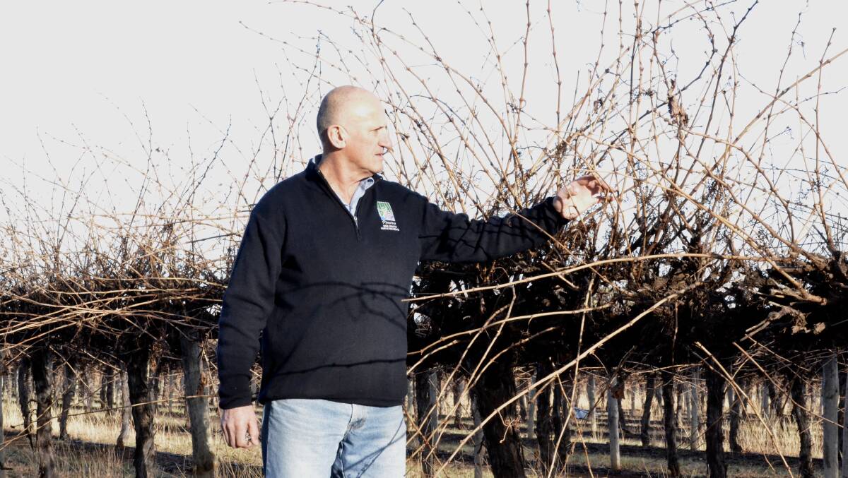 CONCERNED: Wine-grape grower Brian Bortolin is concerned about the information brought to light by this new study, and hopes there is a solution found quickly. PHOTO: Jacinta Dickins.