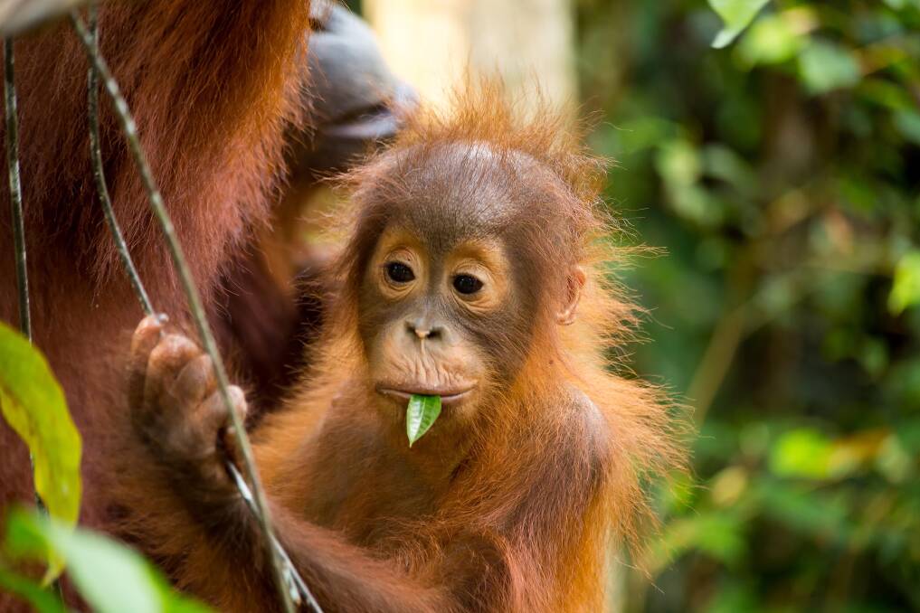 Just so cute ... orangutans in the wild.