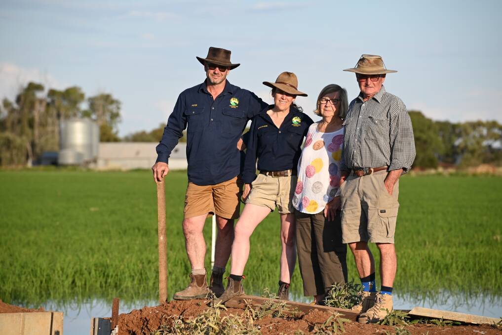 Peter and Katherine Herrmann with parents Alma and Ray overlooking VO71 rice crop. Picture by Jessica Vant, JV Photography, Leeton