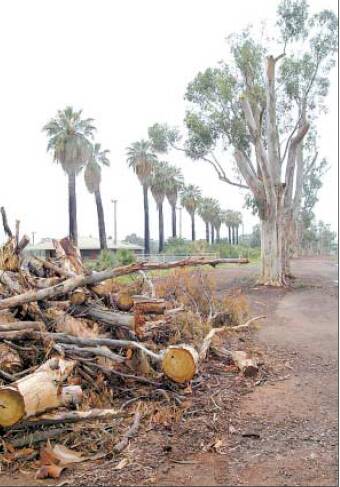 2004: Sugar gums in Palm Avenue were left looking a lot different after
council undertook a pruning exercise on Wednesday to remove dead
wood at risk of falling.