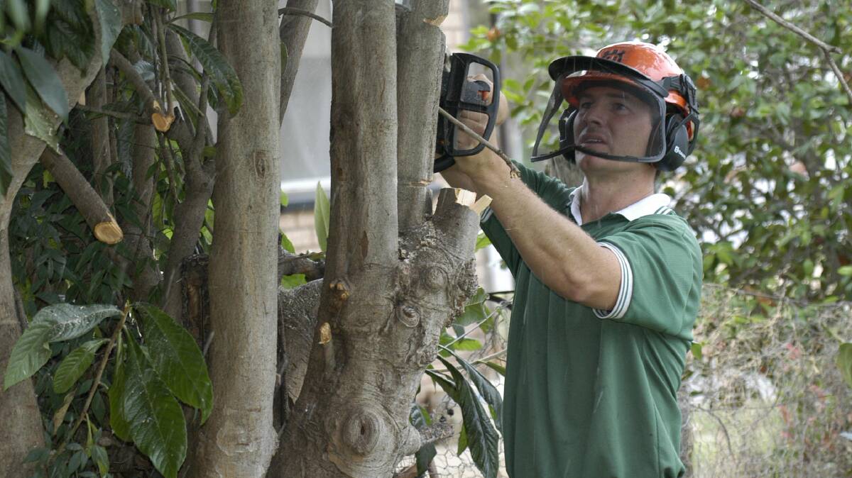 2008: Brett Deaton gives this loquat tree in Ash Street the chop as part of a NSW Department of Primary Industries fruit fly prevention measure. Picture: John Gray