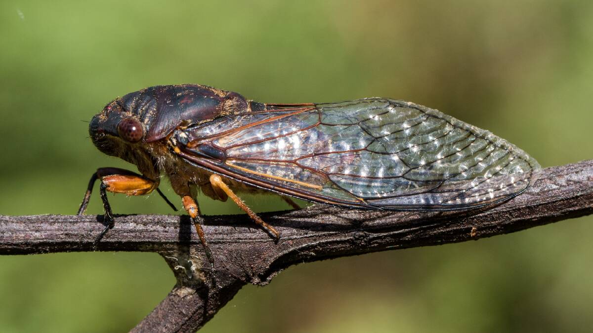 A Black Prince cicada.