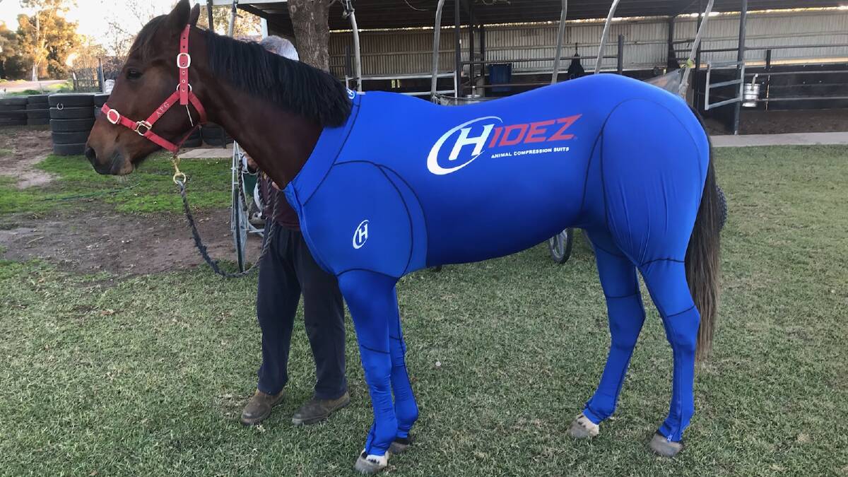 Realnespectacular getting ready for her trip to Melton for the Vicbred Super Series final for two-year-old fillies.