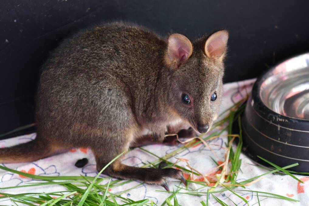 Tucker Time: Grace the 10-month-old pademelon chows down on freshly picked green shoots. Picture: Brodie Weeding.