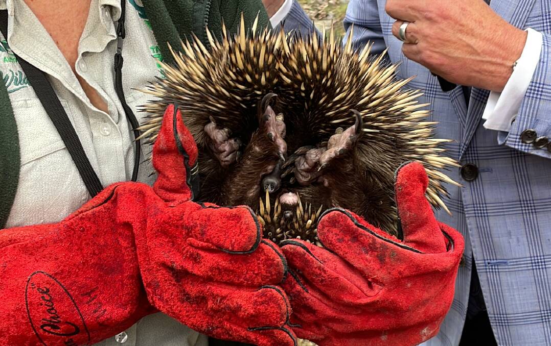 Gerald the echidna, about to be released back into the wild at Cattai. Picture: Sarah Falson