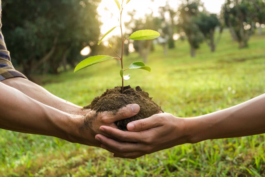 Tree project sees Narrandera grow
