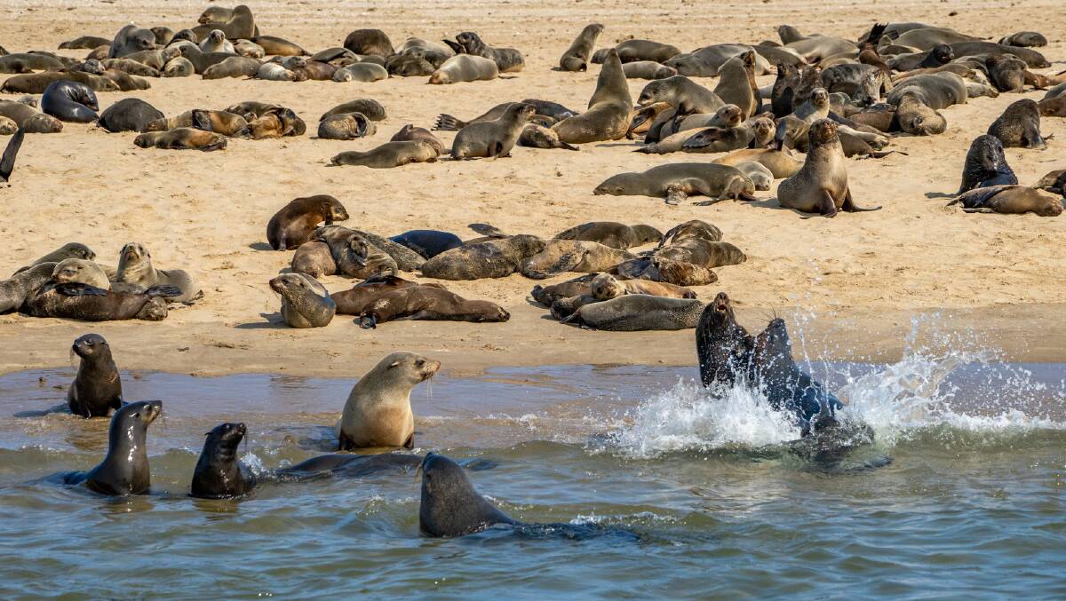  During the breeding season, there are about 100,000 seals at this colony near Swakopmund.
