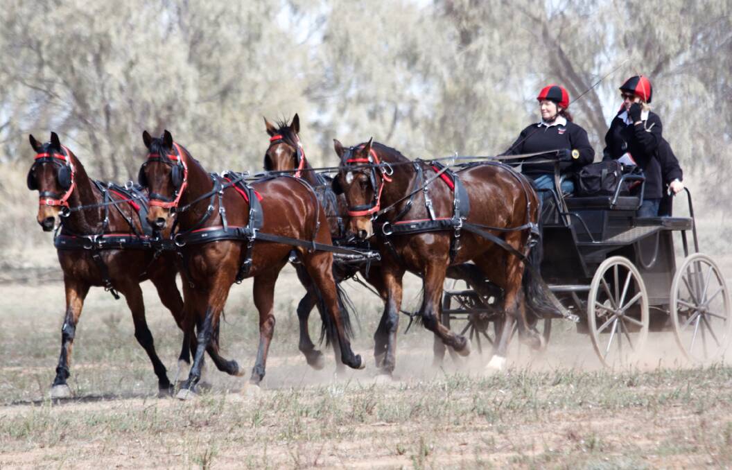 SKILLS: Carolyn Blakely drives her team of four standard bred trotters. Photo: Contributed