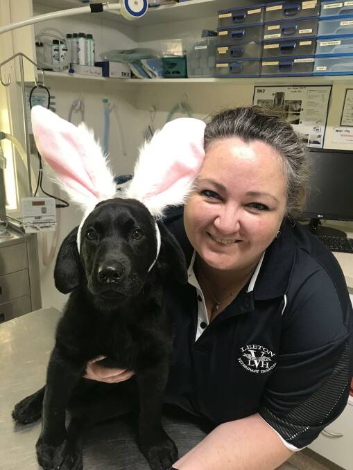 HOW CUTE: Leeton Veterinary Hospital's Mel Angel with Neo the labrador who is all set for Easter. Photo: Supplied