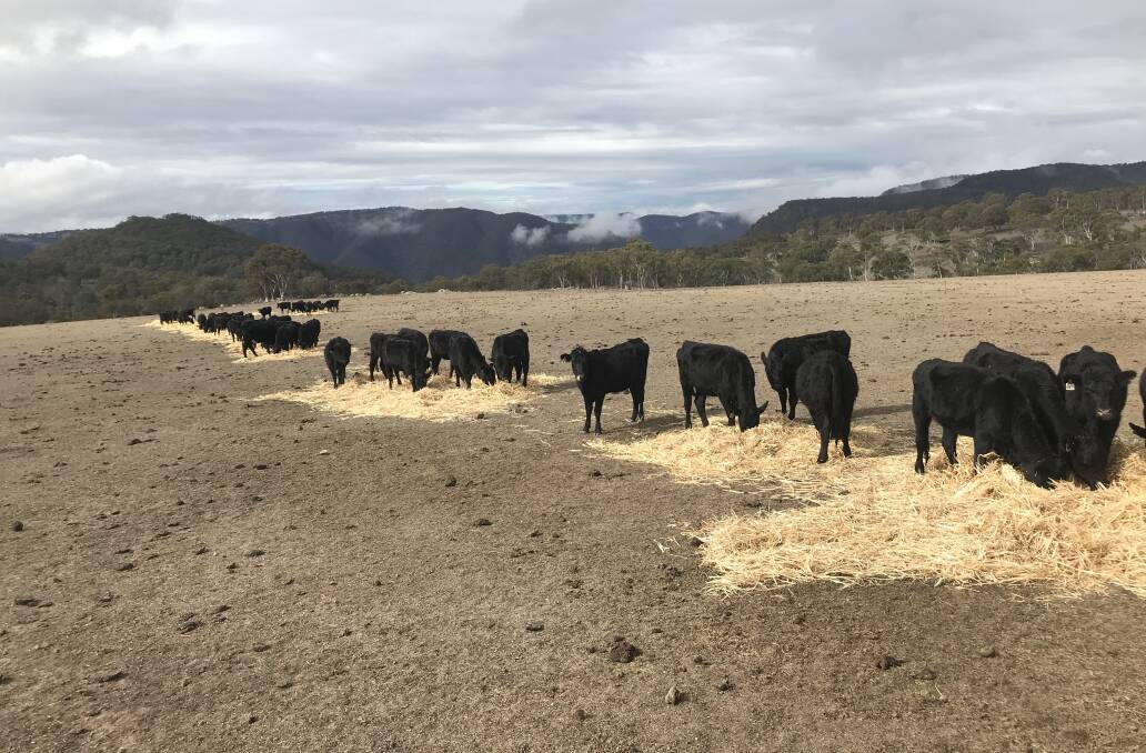 GOOD FEED: The unloaded hay from the Burrumbuttock Hay Runners was immediately put to good use after drop off in the Armidale area. Photo: Contributed 