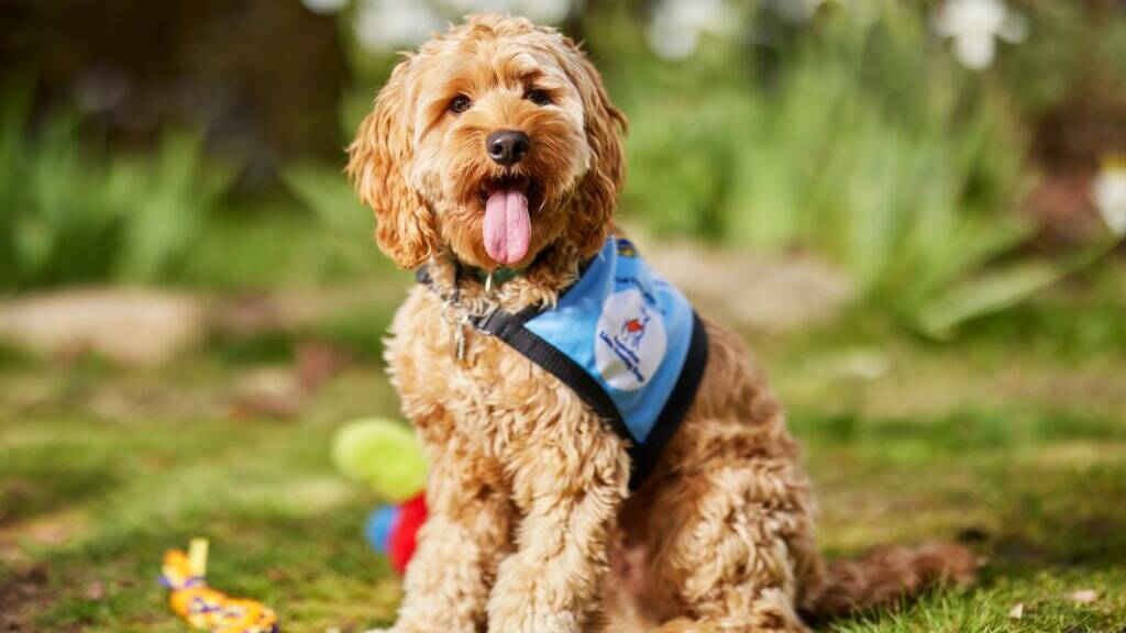 Yannis, the 700th Hearing Assistance Dog. Picture supplied 