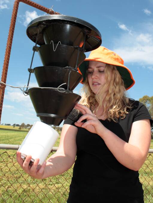 RESEARCH: NSW DPI entomology officer Rachael Wood inspects an insect pest trap at the the Yanco Agricultural Institute a part of a project to better secure stored grain.