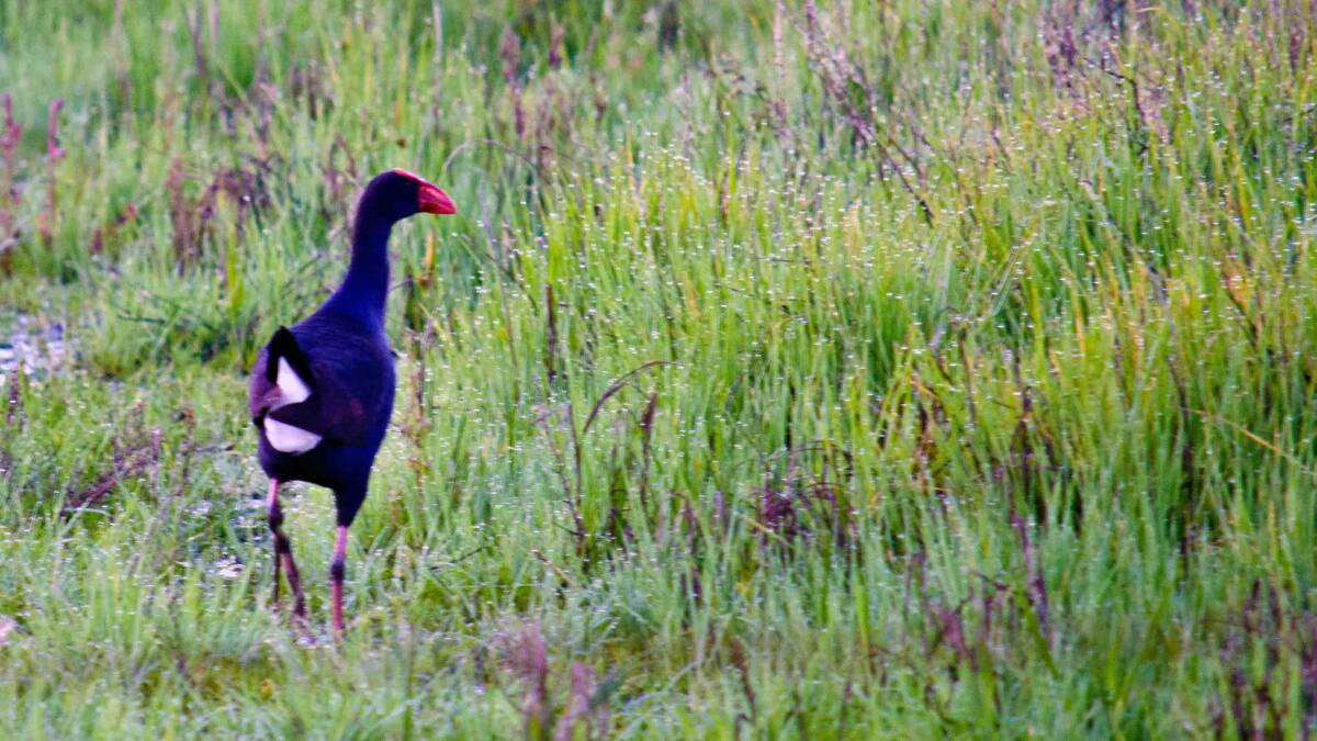 SPOTTED: A swamphen at Fivebough Wetlands. Photo: Talia Pattison