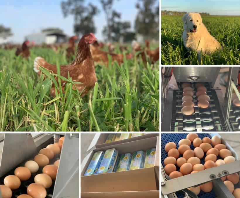 IDEA BLOSSOMS: The Paddock Fresh eggs and hens, with their guard dog (top right) which guards the enterprise from predators. Photos: Contributed 